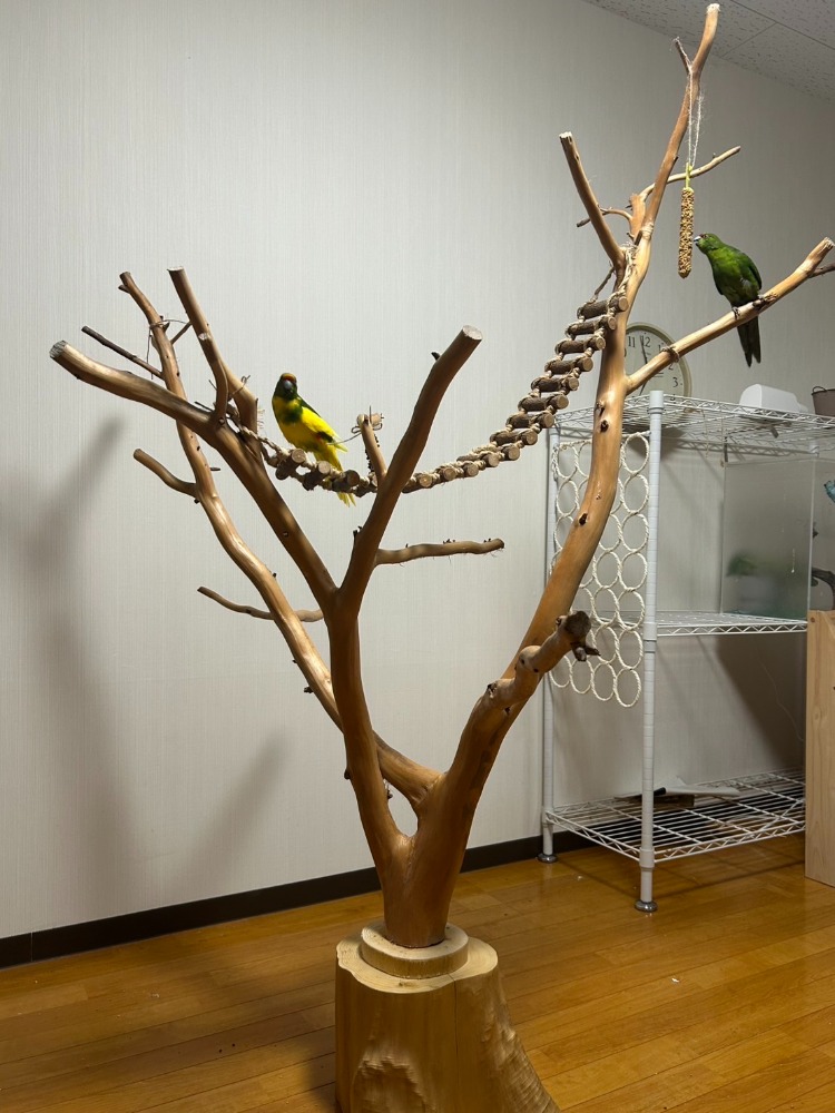 桧枝付き丸太　インコのとまり木