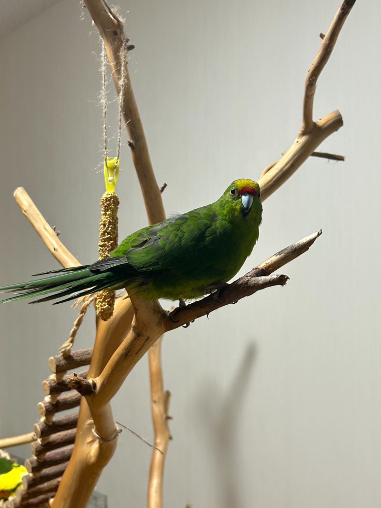 桧枝付き丸太　インコのとまり木