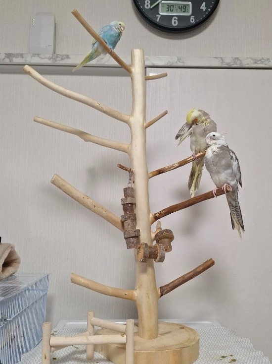 天然木(桧)枝付　インコのとまり木