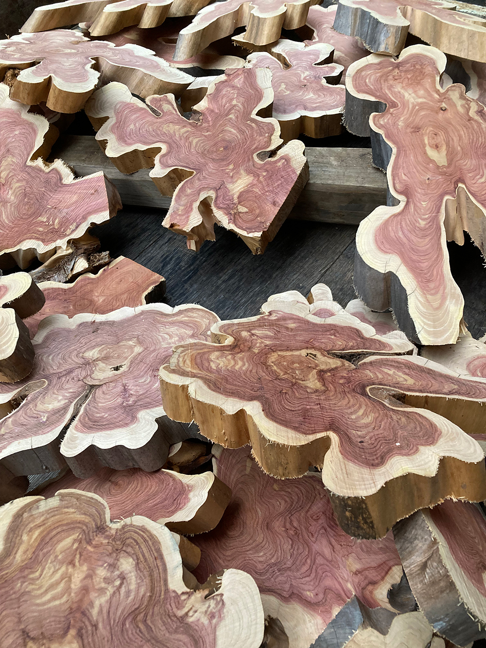 カイズカイブキ