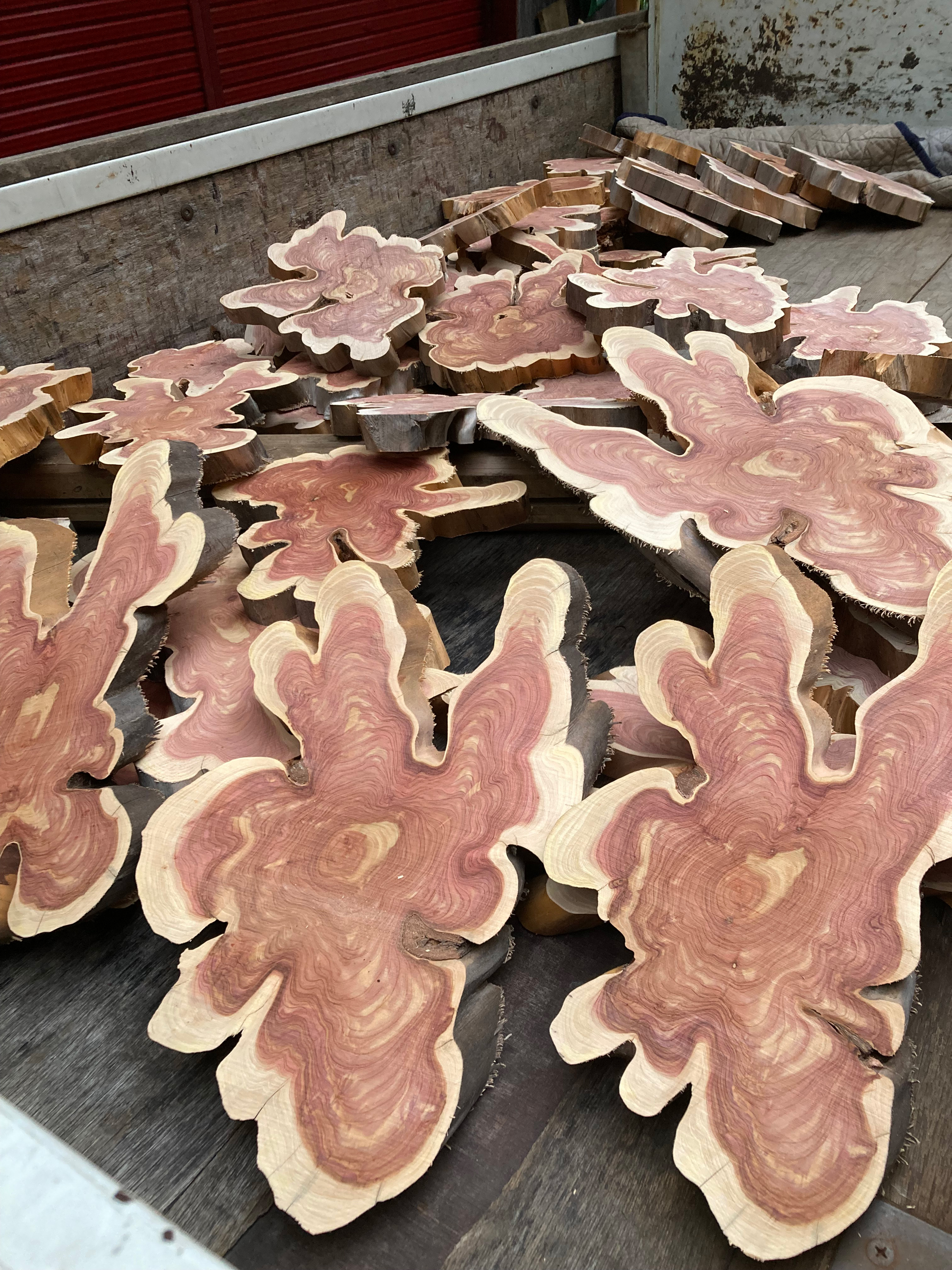 カイズカイブキ