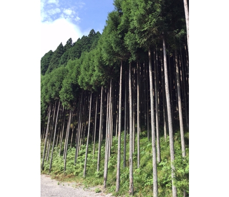 北山杉（北山丸太）について